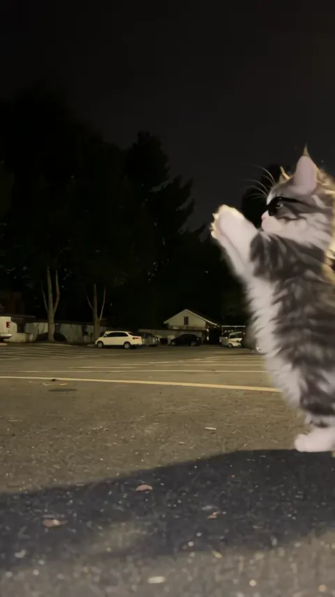 ダンステンプレート 6